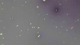 Micrograph Micrococcus luteus nigrosin negative stain 1000x p000014