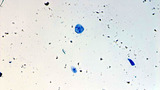 Micrograph human cheek epithelial cells methylene blue 100X p000020