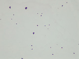 Micrograph Micrococcus luteus Gram stain 1000x p000026