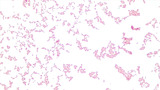 Micrograph Escherichia coli 48h endospore 1000X p000067