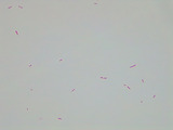 Micrograph Pseudomonas putida gram stain 1000X p000174