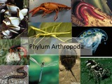 Phylum Arthropoda