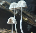 Shroomology 1010- Introduction to the Fascinating World of Fungi