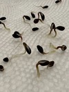 Seed Germination - Scarification Experiment