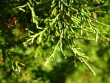 INVASION OF THE EASTERN RED CEDAR