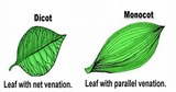 Moncot vs. Dicot