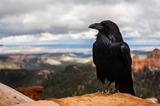 Corvids by Amy Martin