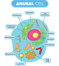 Lesson plan CLIL Animal Cell