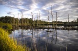 PEI SOLS 5th grade Wetland: Ecosystem Benefits