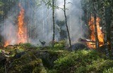 PEI SOLS HS Fire: Forest Management