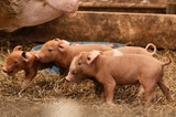Exploring the Swine Industry