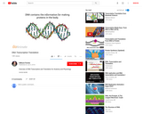DNA Transcription and Translation Video