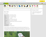 Barn Owl