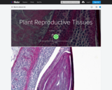 Plant Reproductive Tissues