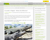 Crocodile or Alligator - What’s the Difference?