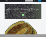 Mammalian Histology: Complex Tissues and Organs