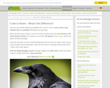 Crow or Raven - What’s the Difference?