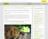 Jaguar, Leopard or Panther - What’s the Difference?