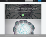 Angiosperm Morphology: Herbaceous Dicotyledonous Stems
