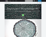 Angiosperm Morphology: Woody Dicotyledonous Roots