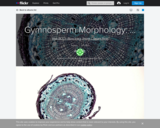 Gymnosperm Morphology: Roots
