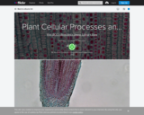 Plant Cellular Processes and Mechanisms