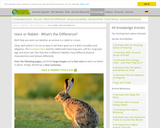 Hare or Rabbit - What’s the Difference?