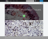 Mammalian Histology: Epithelial, Connective, Muscular and Nervous Tissues