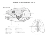 Biology 351 Anatomical Illustrations