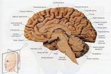 Brain dissection anatomy and physiology of sheep brain