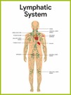 Lymphatic organs of the body