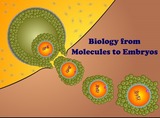 Biology from Molecules to Embryos (BioME)