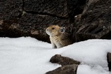 How can we help save the Pika who live in the Columbia River Gorge? (4th grade Life Science Unit)