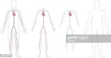 Cardiovascular system drawing: arteries of the human body