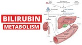 Bilirubin metabollism and jaundice simplified