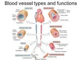 Blood vessel structure and function