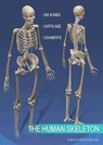 Basic anatomy of human skeleton