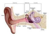 Ear anatomy and hearing