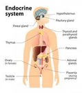 Endocrine hormone basics