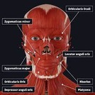 Face muscles anatomy