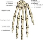 Hand anatomy
