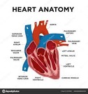 Basic anatomy of the heart