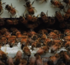 Bee Cause Project Digital Field Trip: Honey Harvest Video Link