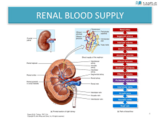 Kidney arterial system