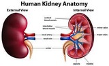 Kidney anatomy