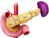 Pancreas anatomy