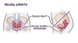 Pelvic cavity anatomy