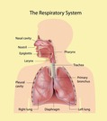 Respiratory system anatomy