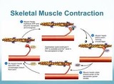 Skeletal muscle contraction