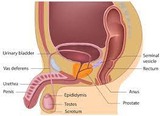 MALE REPRODUCTIVE SYSTEM LECTURE